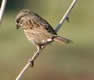 Song Sparrow